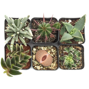 Colección de Suculentas Raras Curadas, Sin Repeticiones, Suculentas Únicas para Coleccionistas con Variedades Inusuales para Exhibiciones y Regalos - Product Image 3