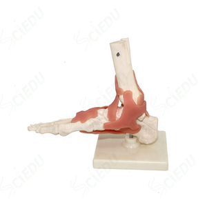 Modèle de <span class=keywords><strong>pied</strong></span> <span class=keywords><strong>humain</strong></span> et de <span class=keywords><strong>squelette</strong></span> en plastique médical avec os amovibles, PVC avancé, 11*25cm, pour usage scolaire et hospitalier - Product Image 3