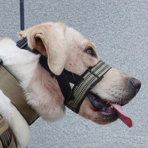 Chống cắn sủa thời trang có thể điều chỉnh thoáng khí người sói thiết kế greyhound mặt phẳng tùy chỉnh lớn Pitbull Chó Mõm - Product Image 1