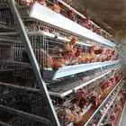 Cage à Poulets/Volailles 3 Niveaux 5 Portes Type A pour 120 Poulets/Lot, Pondoirs pour Poules Pondeuses, Poulailler pour 1000, 5000, 10000 Oiseaux