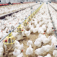 Nouveau système d'élevage avicole linéaire automatique en plastique pour poulets, avec mangeoire et poulailler complet, système d'alimentation pour poulets de chair