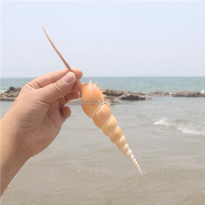 Trang trí nhỏ thủ công mỹ nghệ trang trí nhà tự nhiên dài mũi Ốc Sên bán buôn vỏ ốc xà cừ - Product Image 5