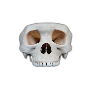 Modèle d'impression <span class=keywords><strong>3D</strong></span> humaine Modèle de <span class=keywords><strong>crâne</strong></span> <span class=keywords><strong>humain</strong></span> Modèle <span class=keywords><strong>humain</strong></span> numérique pour l'apprentissage de l'anatomie Matériaux respectueux de l'environnement - Product Image 1