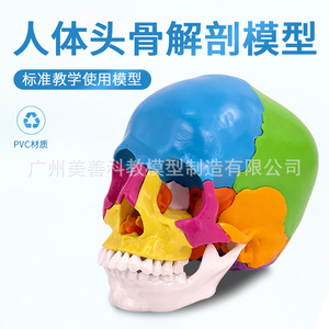 Modèle de crâne coloré détachable en 22 pièces, taille réelle 1:1, pour usage médical, cosmétique et dentaire. - Product Image 3