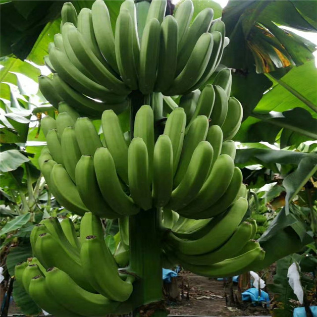 Best Fertilizer Banana Trees Amino Acid Chelation Calcium Magnesium Zinc Boron Molybdenum