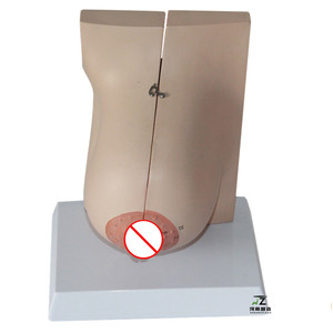 Modèle d'enseignement avancé en PVC grandeur nature pour l'anatomie mammaire et la lactation, destiné aux écoles et aux hôpitaux - Product Image 2