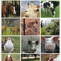Prix d'usine Clôture de jeu en treillis métallique tissé à noeud fixe galvanisé à chaud résistant aux rongeurs Clôture de ferme environnementale pour bovins, moutons et cerfs