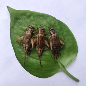 <span class=keywords><strong>Grillons</strong></span> <span class=keywords><strong>comestibles</strong></span>, insectes de Maggot secs, alimentation animale - Product Image 6