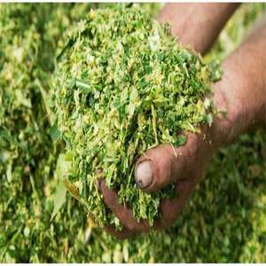 SIDDIQUI TRADERS Ensilaje de Maíz de Alta Calidad para Alimentación de Ganado Vacuno, Ovino, Equino y Porcino, 73% de Humedad, Bolsas/Balas de 750-850 kg, Grado 1 - Product Image 4