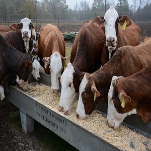 PAILLE DE MAÏS, LUZERNE, CÉRÉALES, FOIN, PKE PKC 18-24% GÂTEAU de NOYAU de palmier de BOVINS POULET ALIMENTS POUR ANIMAUX VACHE, mouton, porc, chèvre Eskiseh Turquie