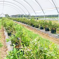 Estructura Práctica de Túnel de Polietileno con Tubos Galvanizados para Cultivo de Arándanos y Frambuesas, Protección contra la Lluvia para Cultivos Agrícolas