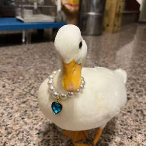 Venta al por mayor de cristal de lujo perro gato <span class=keywords><strong>Collar</strong></span> para Navidad y Halloween - Product Image 2