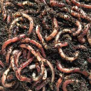 Organic Agriculture Vermicompost Fertilizer for Farm Crops <b>Vegetable</b> Plants Fruit Trees Flower Gardens Natural <b>Soil</b> Conditioner - Product Image 4