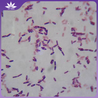 For education Pathogenic Microbiology Bacteria glass individual Bacillus subtilis prepared microscope slides