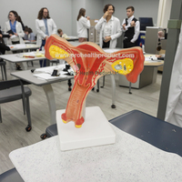 Modèle anatomique de l'utérus féminin pour les écoles de médecine, en plastique PVC durable, adapté à l'enseignement des étudiants, démonstration clinique