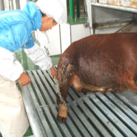 Machine d'abattage de vaches, équipement d'abattage de vaches