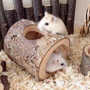 Cages pour animaux de compagnie, maisons, cage de chasteté pour animaux de compagnie, cage à rats, cage pliable pour animaux de compagnie - Product Image 2