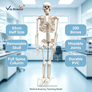Modelo de <span class=keywords><strong>Esqueleto</strong></span> Humano de 85 cm a Medio Cuerpo, 200 Huesos, Articulado de PVC, para Enseñanza Médica, con Certificaciones CE, ISO, ROHS y CNAS - Product Image 1