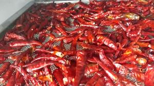 พริกแห้งแดงทั้งลูก ขายส่งจากโรงงาน เวียดนาม/ พริกแดง AD คุณภาพพรีเมียมสำหรับส่งออก 0084817092069 WS 99 ข้อมูลทองคำ - Product Image 3