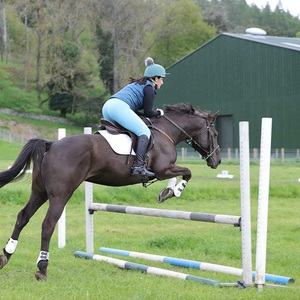 China Aochi Factory Durable Other Horse Products Equestrian Equipment Horse Jumping Poles Horse <strong>Show</strong> <strong>Jumps</strong> - Product Image 5