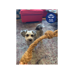 Jouet à mâcher pour chien en fibre de coco, préféré des clients, pour le nettoyage des dents - Product Image 2