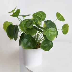 Hunan Zhangjiajie Fuyuan Yiwu popular mini bonsai plástico eucalipto lenteja de agua plantas en maceta para hotel tienda biblioteca decoración del hogar - Product Image 2