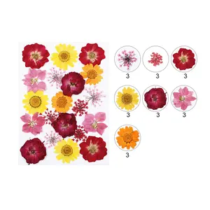Ingrosso arte Decorazioni Floreali Ciondolo per Unghie Artigianato Foglie Petali Naturale Vero e Essiccato Fiore per Cornice di Vetro