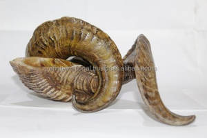 Cuerno de oveja decorativo para el hogar, claxon de color marrón natural, producto de alta calidad, para decoración del hogar - Product Image 3
