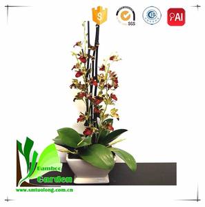 Bâton de support pour plantes <span class=keywords><strong>en</strong></span> <span class=keywords><strong>bambou</strong></span> Tuolong écologique, coloré, diamètre 3-8,5 mm et longueur 30-90 cm, pour <span class=keywords><strong>pot</strong></span> de fleurs - Product Image 6