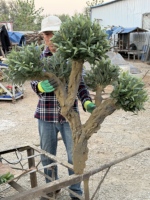 Arbre d'olivier artificiel en soie forgé, haut de gamme, personnalisé, de 1,8 m, pour décoration au sol, qualité supérieure, Pâques