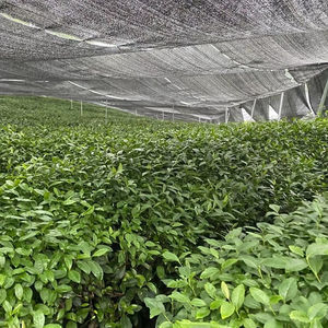 京都抹茶粉自有品牌高级有机礼仪级抹茶绿茶粉瓶抹茶日本 - Product Image 3