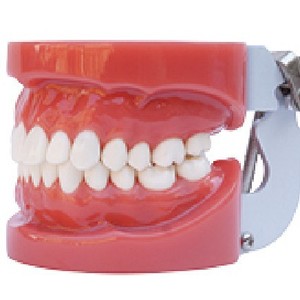 Modelo dental Heidefee de 28 dientes con encías duras para exhibición, educación, entrenamiento y uso doméstico - Product Image 1
