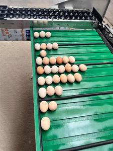 Máquina Clasificadora de Huevos por Peso / Máquina de Lavado y Clasificación de Huevos / Máquina Clasificadora de Huevos - Product Image 6