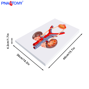 Modèle anatomique du système urinaire humain en PVC, uretère, vessie, urètre, rein - Product Image 6