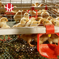 Système économique de cages d'élevage automatiques de type H pour poussins, avec accessoires complets, idéal pour les projets d'élevage avicole neufs