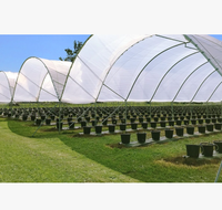 Serre polytunnel en promotion, couverture en film plastique, serre économique multi-travées pour la culture des myrtilles à vendre