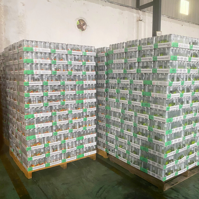 Wholesale 24Can*350ml PET Can Fruit Flavour Carbonated Soft Drink for Wal-Mart Retail HALAL ISO22000 HACCP Certified