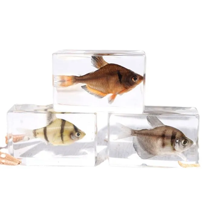 Real Marine tropical fish resin specimen decoration kindergarten science cognition toy scenic area zoo novelty gift wholesale