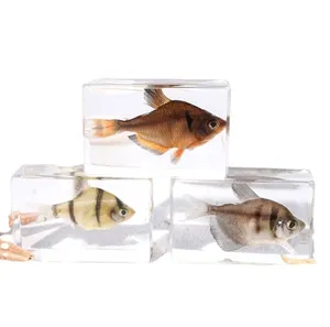 Real Marine tropical fish resin specimen decoration kindergarten science cognition toy scenic area zoo novelty gift wholesale