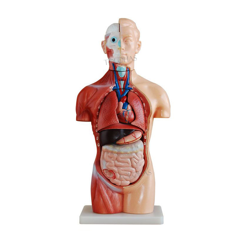 42 Cm Compared to Human - LHN04 Anatomy Model for Teaching