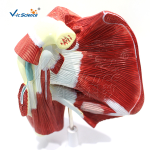 Modelo de Músculos Profundos del Membro Superior con Manguito Rotador para <span class=keywords><strong>Educación</strong></span> Anatómica - Product Image 6