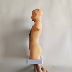 Modèle d'anatomie de torse <span class=keywords><strong>humain</strong></span> <span class=keywords><strong>asexué</strong></span> de petite taille détachable 28CM 15 pièces - Product Image 4
