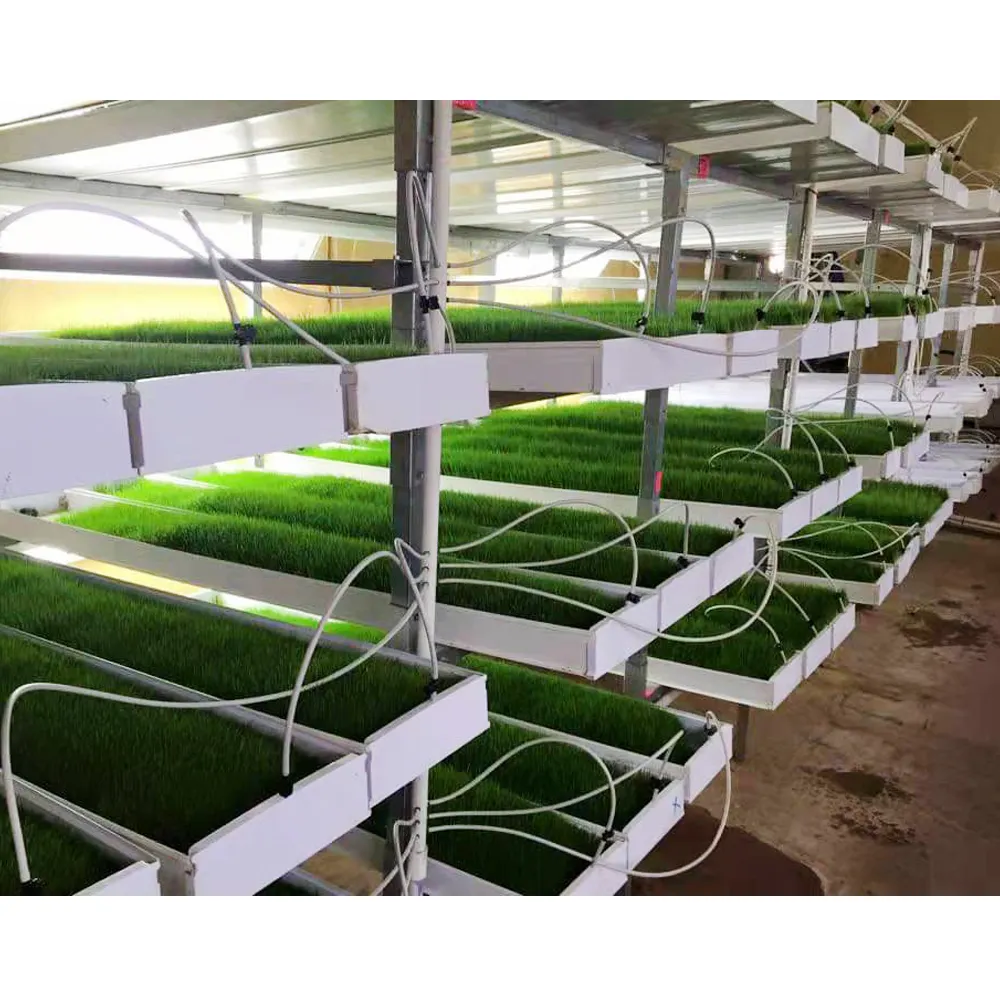 Кормовая гидропонная ячменная зеленая кормовая микрозеленая система для выращивания семян