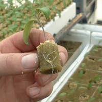 Ventes chaudes de substrat de semis rond pour la propagation des tomates et des concombres, plateau de semis, bouchons de laine de roche