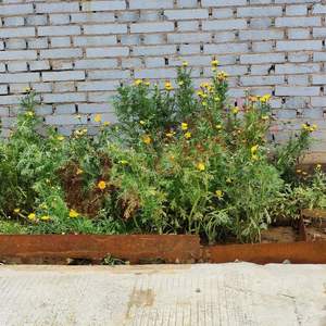 Corten acier jardin pelouse bordure jardin bordure en acier corten acier pelouse bord - Product Image 5