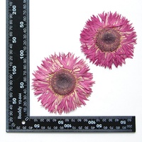 2pcs/pak Gerbera Daisy/African Daisy/Barberton Daisy Resin Blingbling Tanaman Alami Ramah Lingkungan Bunga Asli yang Ditekan