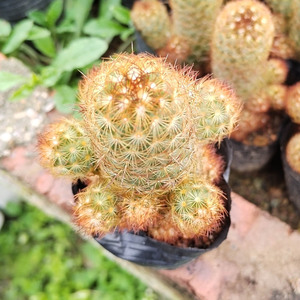 Zhangzhou Venta al por mayor <span class=keywords><strong>Cactus</strong></span> suculento Dedos dorados Flores <span class=keywords><strong>de</strong></span> raíz desnuda Plantas <span class=keywords><strong>de</strong></span> bonsái verdes en macetas <span class=keywords><strong>de</strong></span> plástico para jardinería - Product Image 2