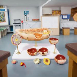 Modelo Anatómico Educativo del Desarrollo Folículovovoide Femenino, Modelo de Ciencia Médica, Ecológico, No Tóxico, Tamaño Real - Product Image 3