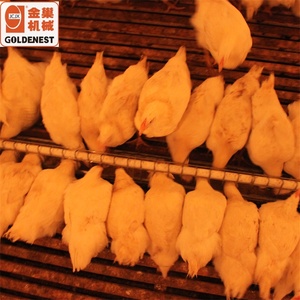 Goldenest-Mangeoire automatique à chaîne, système d'alimentation ouvert pour poules pondeuses reproductrices femelles - Product Image 2