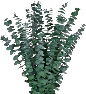 12 tiges d'eucalyptus séchées et préservées, 17 pouces, 100% naturelles, feuilles fraîches, plantes suspendues, verdure, décoration de <span class=keywords><strong>douche</strong></span> et de maison, fleurs - Product Image 1